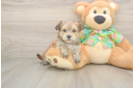 Happy Morkie Baby