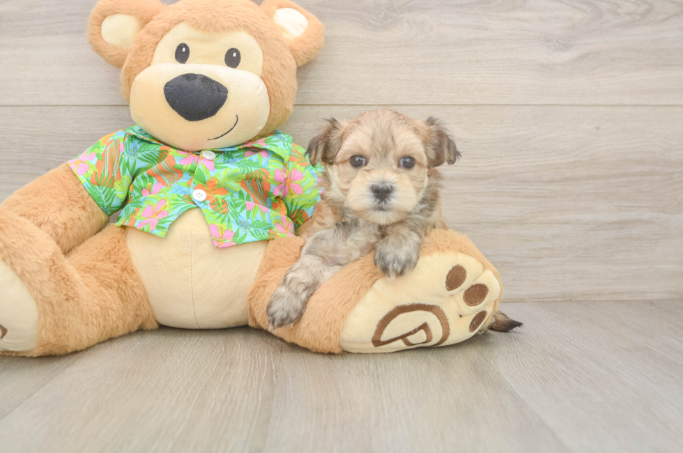 6 week old Morkie Puppy For Sale - Seaside Pups