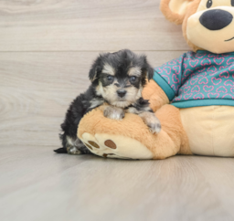 7 week old Morkie Puppy For Sale - Seaside Pups