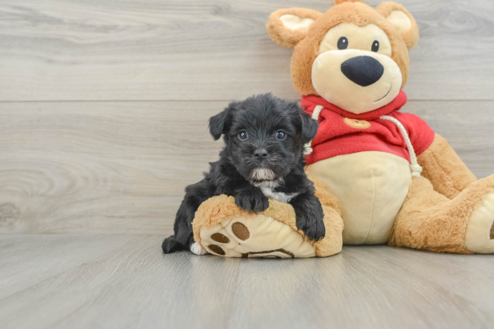 Playful Maltese Yorkie Mix Designer Puppy