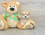 6 week old Morkie Puppy For Sale - Seaside Pups