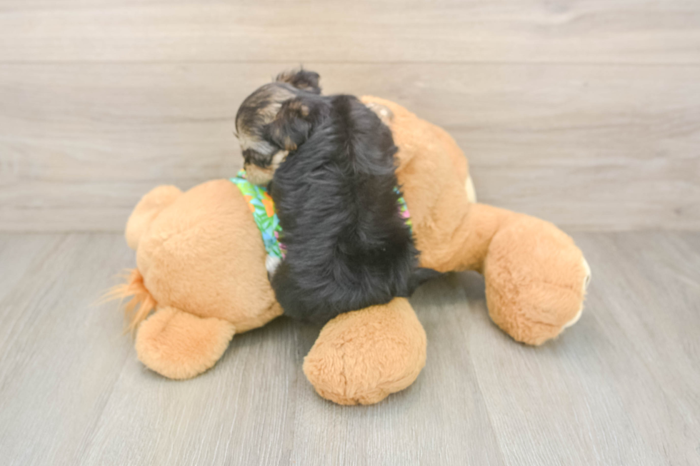 Adorable Maltiyork Designer Puppy