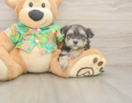 7 week old Morkie Puppy For Sale - Seaside Pups