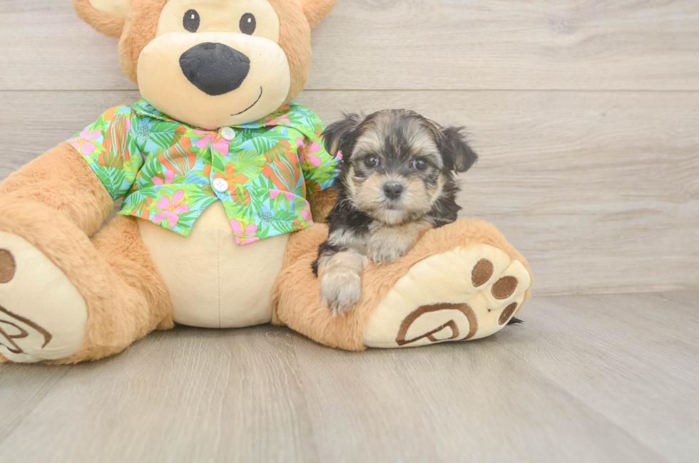 6 week old Morkie Puppy For Sale - Seaside Pups