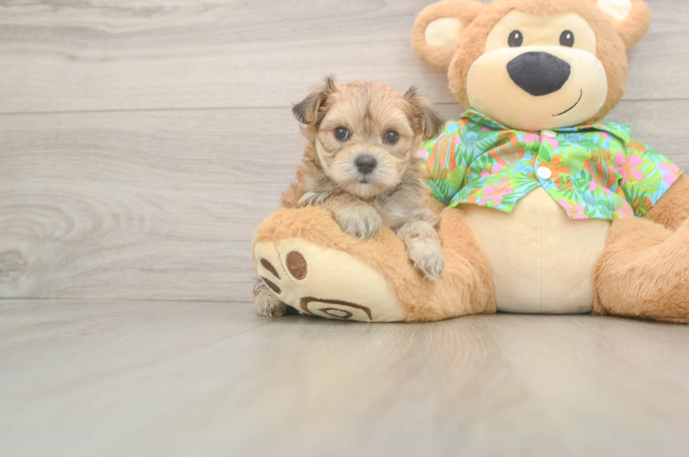 6 week old Morkie Puppy For Sale - Seaside Pups