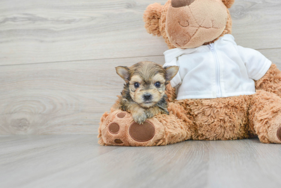 Morkie Pup Being Cute