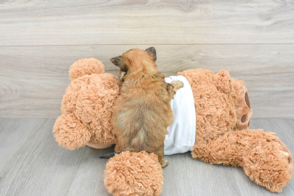 Morkie Puppy for Adoption