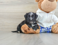 7 week old Morkie Puppy For Sale - Seaside Pups