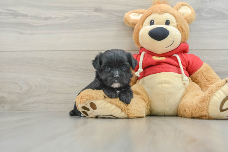 Best Morkie Baby