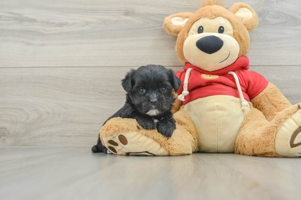 Best Morkie Baby