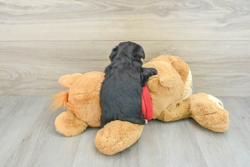 Morkie Pup Being Cute