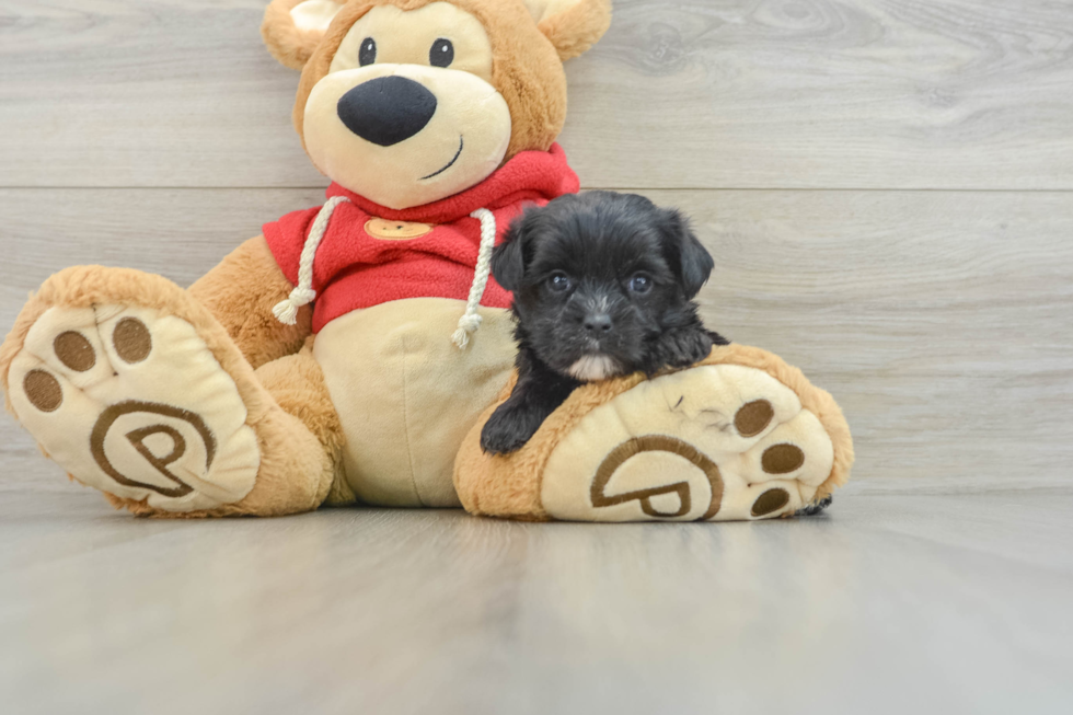Best Morkie Baby