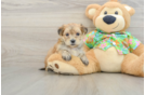 Morkie Pup Being Cute