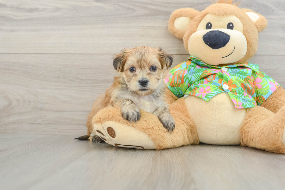 Morkie Pup Being Cute