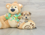 5 week old Morkie Puppy For Sale - Seaside Pups