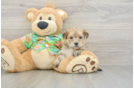 Hypoallergenic Yorkiemalt Designer Puppy