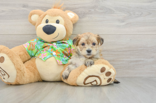 Hypoallergenic Yorkiemalt Designer Puppy