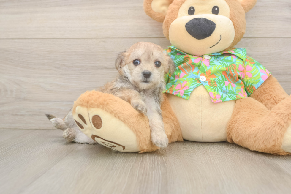 Happy Morkie Baby