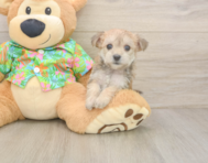 8 week old Morkie Puppy For Sale - Seaside Pups