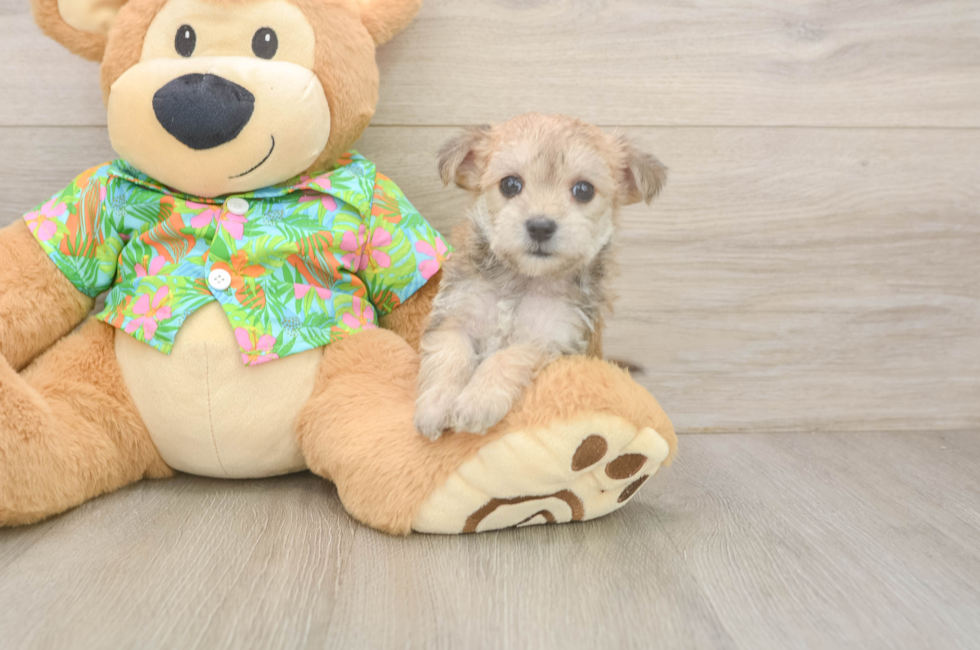 6 week old Morkie Puppy For Sale - Seaside Pups