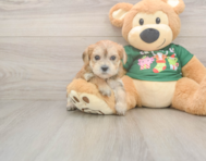 5 week old Morkie Puppy For Sale - Seaside Pups