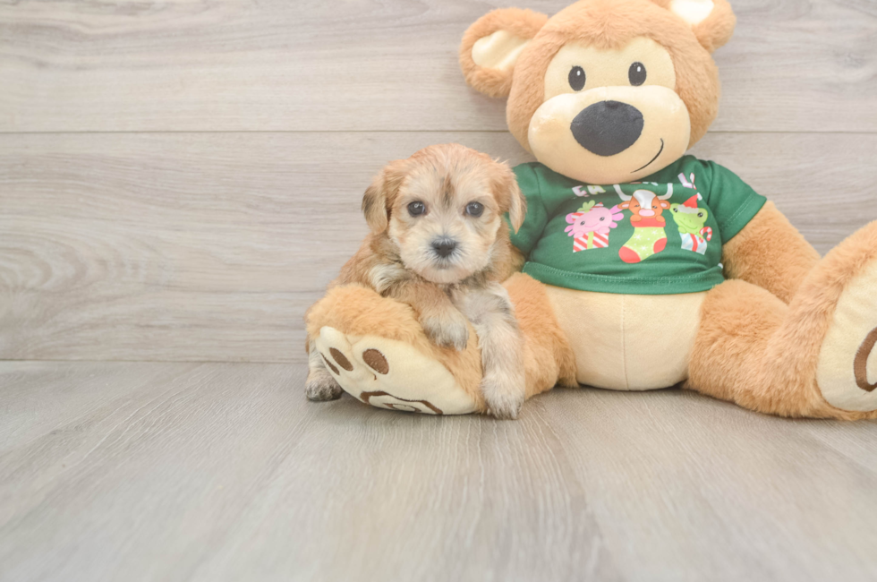 5 week old Morkie Puppy For Sale - Seaside Pups