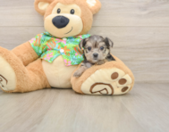 7 week old Morkie Puppy For Sale - Seaside Pups