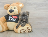 6 week old Morkie Puppy For Sale - Seaside Pups