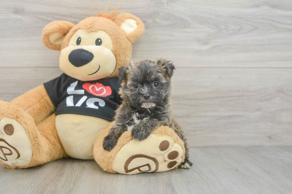 6 week old Morkie Puppy For Sale - Seaside Pups