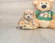 5 week old Morkie Puppy For Sale - Seaside Pups