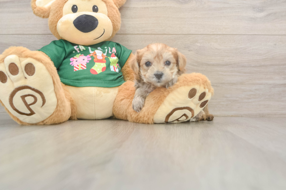 Popular Morkie Designer Pup