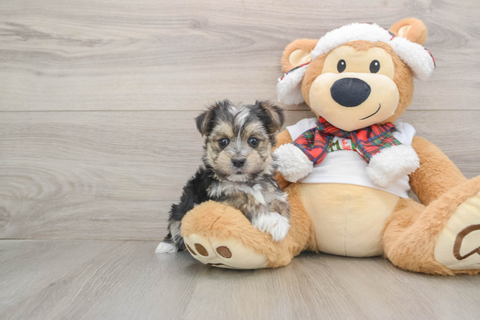 Friendly Morkie Baby