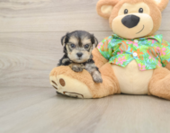 6 week old Morkie Puppy For Sale - Seaside Pups