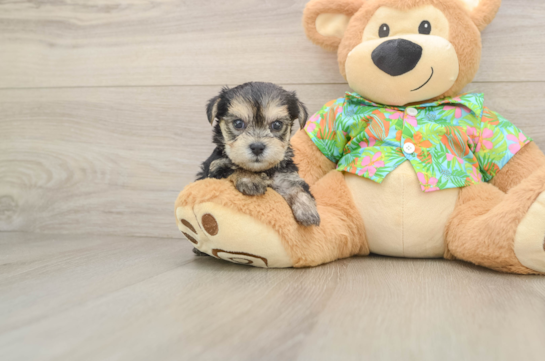 Morkie Pup Being Cute