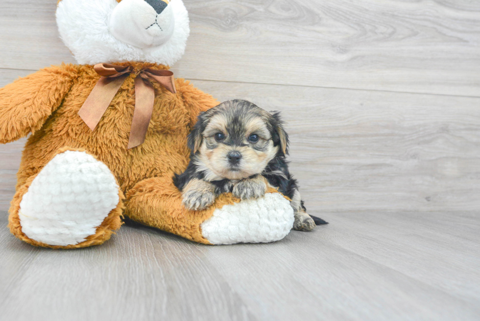 teddy bear morkie puppies