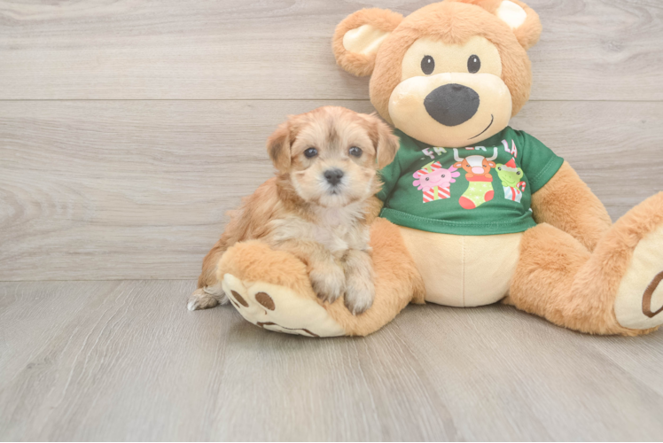 Morkie Puppy for Adoption