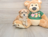 5 week old Morkie Puppy For Sale - Seaside Pups