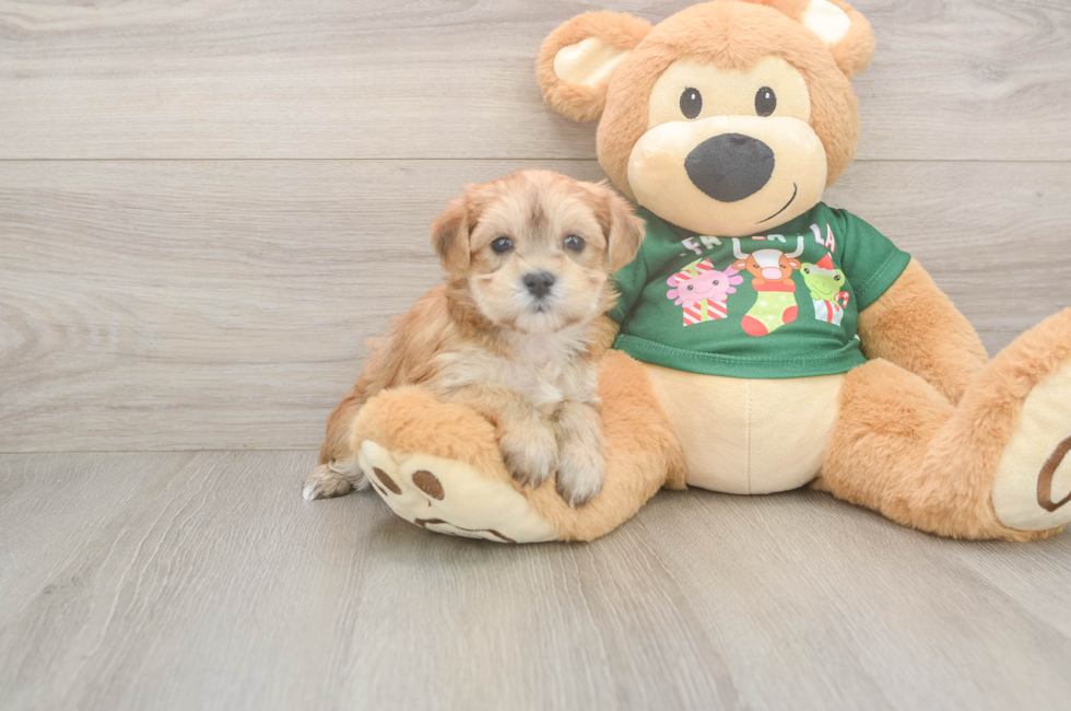 5 week old Morkie Puppy For Sale - Seaside Pups