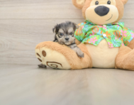 10 week old Morkie Puppy For Sale - Seaside Pups