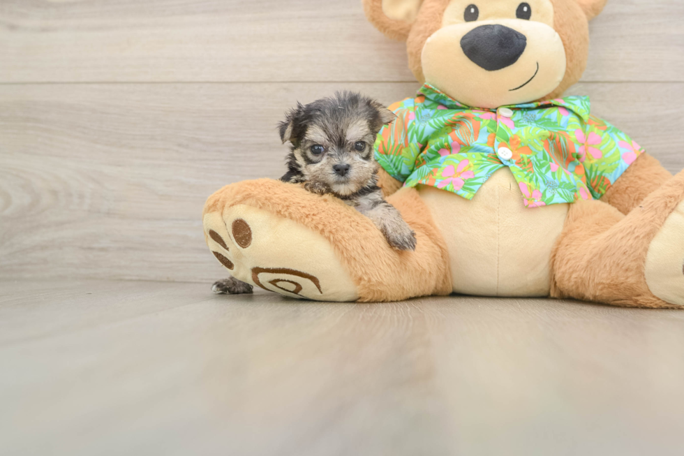 Cute Morkie Baby