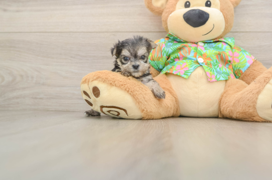 Cute Morkie Baby