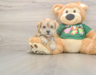 5 week old Morkie Puppy For Sale - Seaside Pups