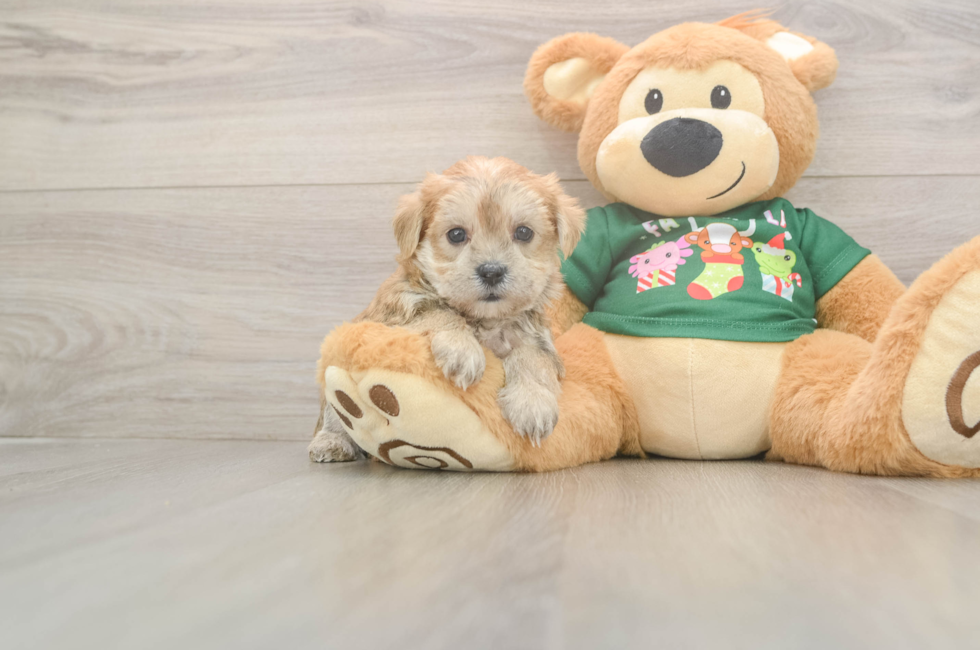 5 week old Morkie Puppy For Sale - Seaside Pups