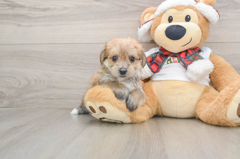 Friendly Morkie Baby