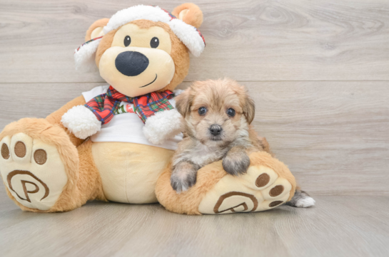 Popular Morkie Designer Pup