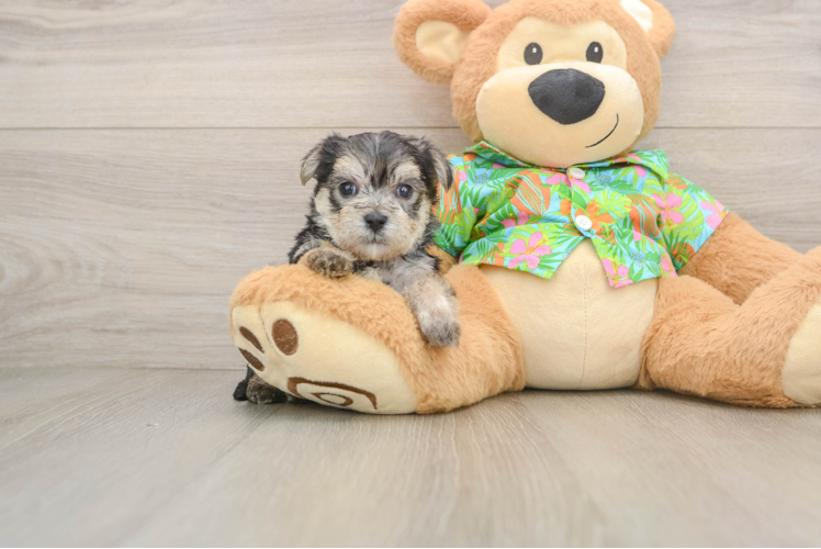 Playful Yortese Designer Puppy
