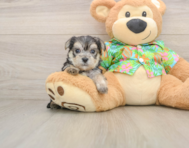 6 week old Morkie Puppy For Sale - Seaside Pups