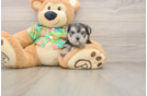 Morkie Pup Being Cute