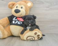 6 week old Morkie Puppy For Sale - Seaside Pups