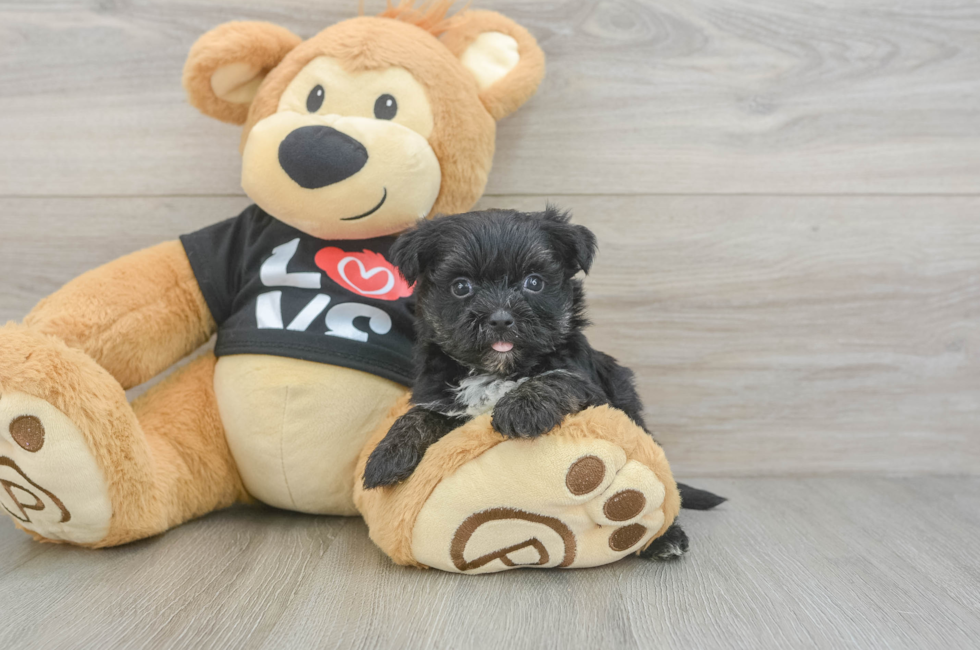 6 week old Morkie Puppy For Sale - Seaside Pups
